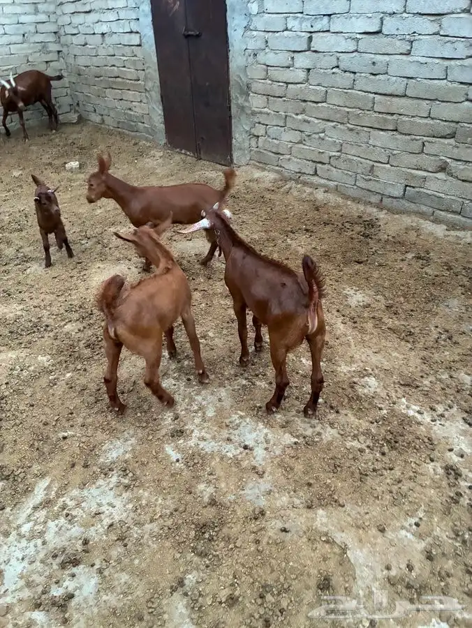 تيوس دهم صغار 5