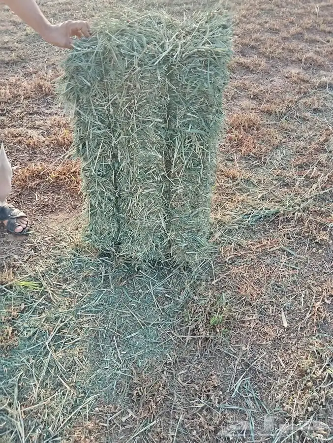 بلوبنك طيب بالحيل 0