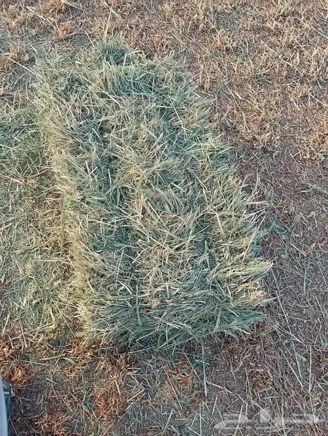 بلوبنك طيب بالحيل 2