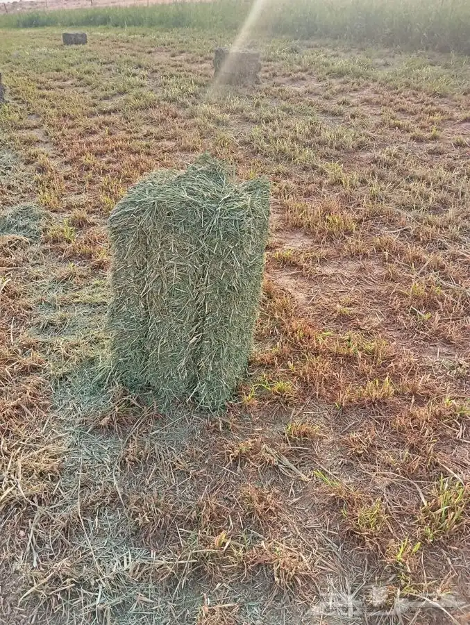 بلوبنك طيب بالحيل 3