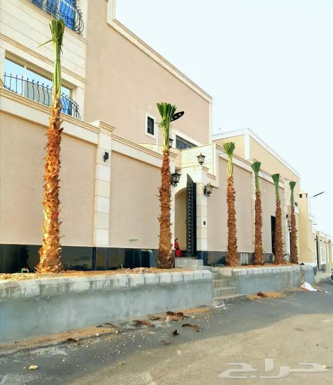 توريد وزراعة النخيل الزينة بكل مقاساته 6