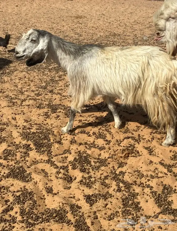 معزى مشروكات 0