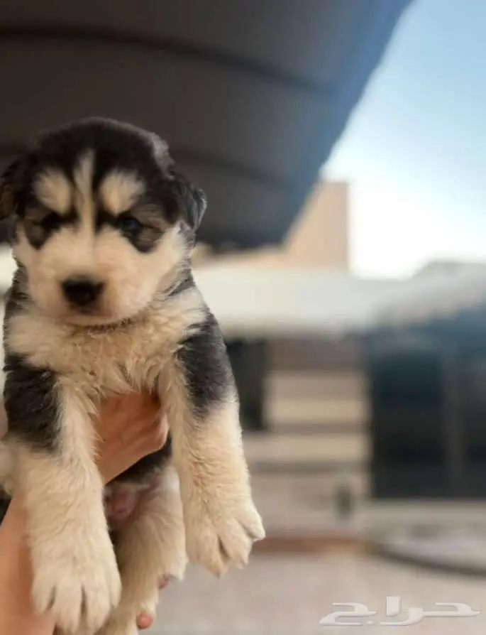 هاسكي أنثى للبيع العمر 8 اسابيع 0