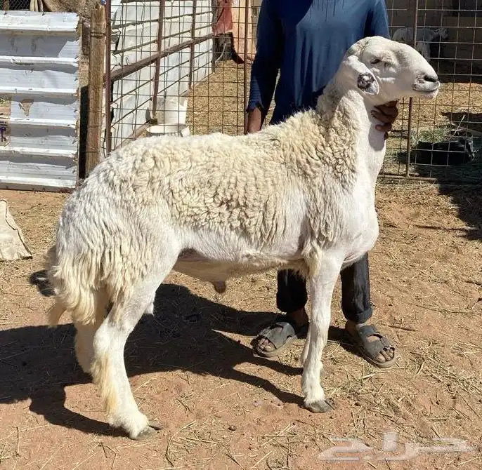 فحول حريه صنف الصنف مشروووطه 0