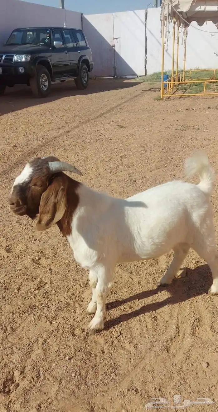 تيس بورقت بيور للبيع 0