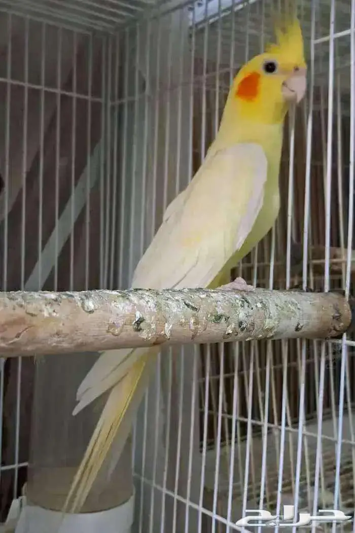 ذكر كروان لاتينو عيون حمر 0