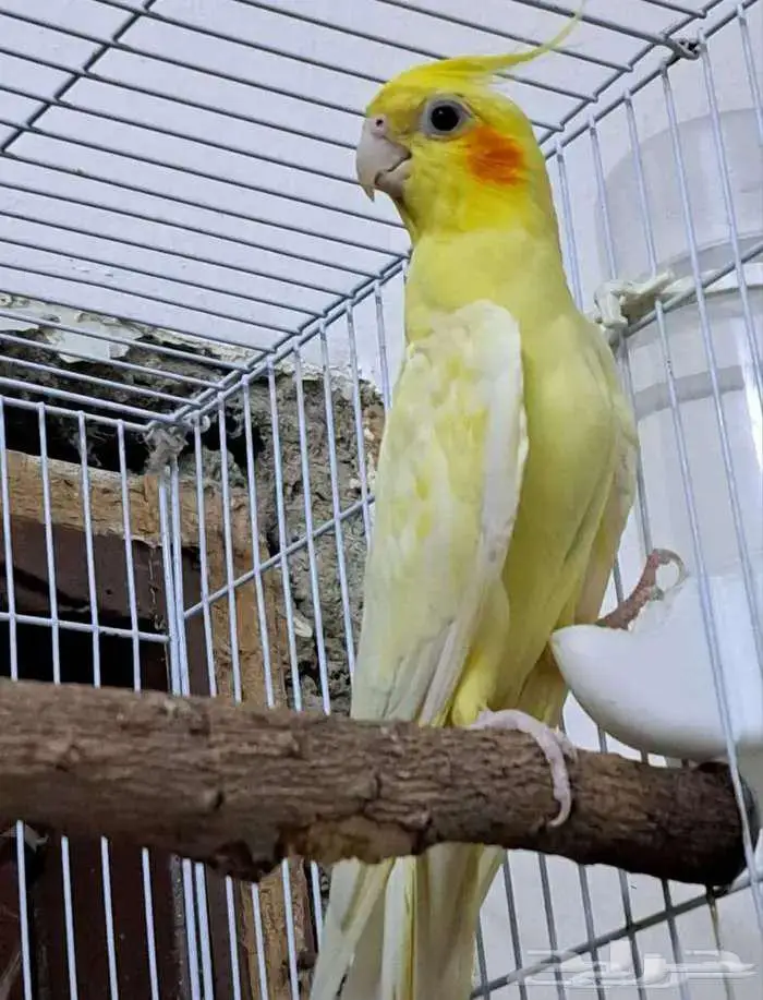 ذكر كروان لاتينو عيون حمر 1