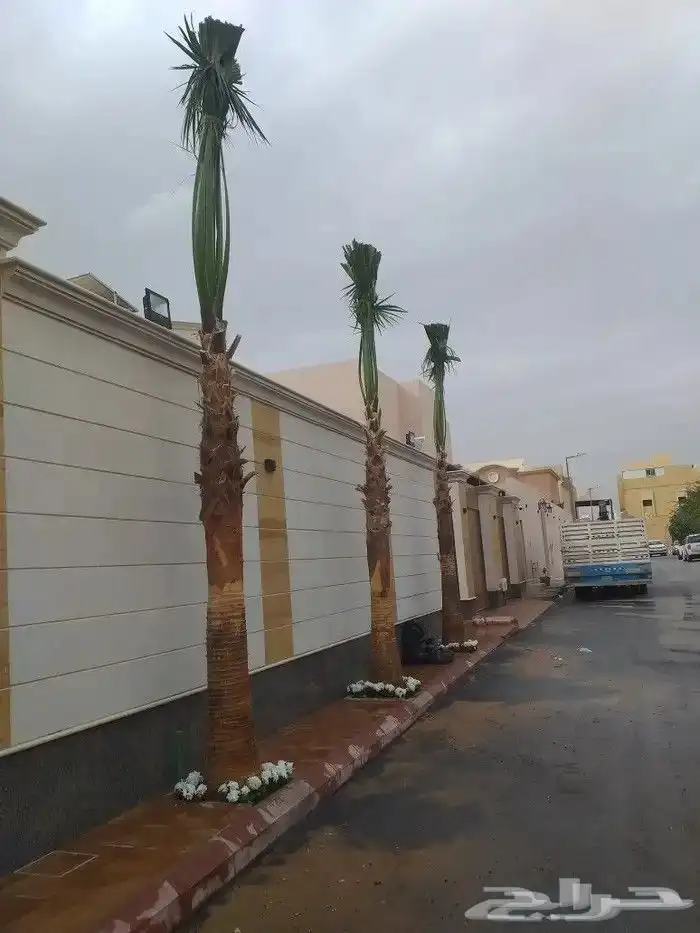 يوجد لدينا انخيل العثمر ونخل زينه توريد وزراعة 7