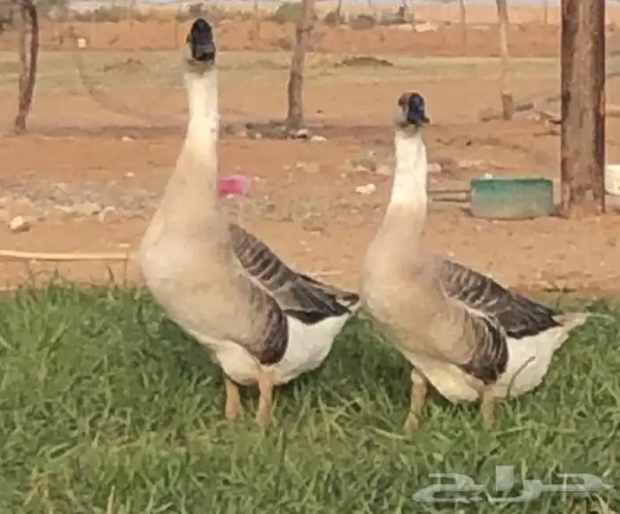 جوز وز عراقي اصيل الكوبرا للبيع 1