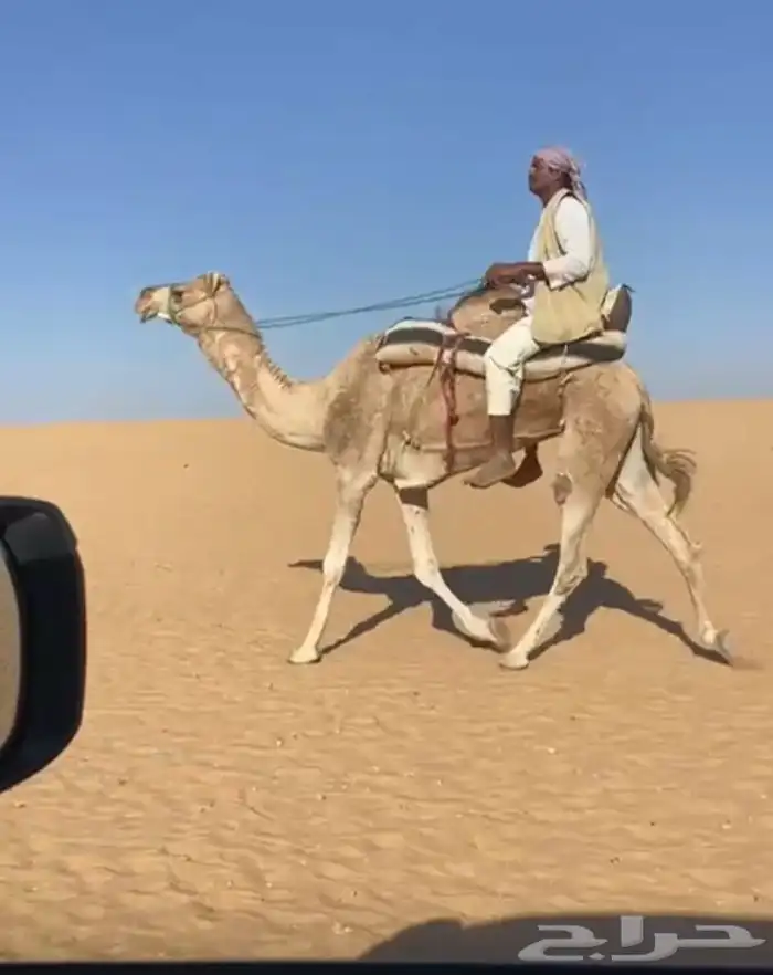 رحول عمانية طوع للبيع 0