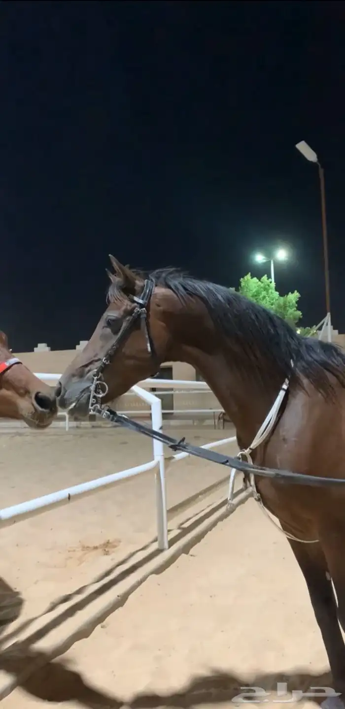 حصان للبيع 1