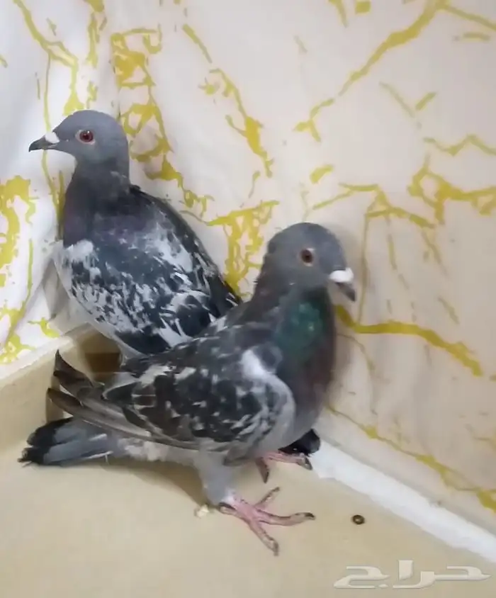 زاجل سباق اثنين وحدة باقي اربعه ريش ووحدة ثمان ريش جان اردن 0