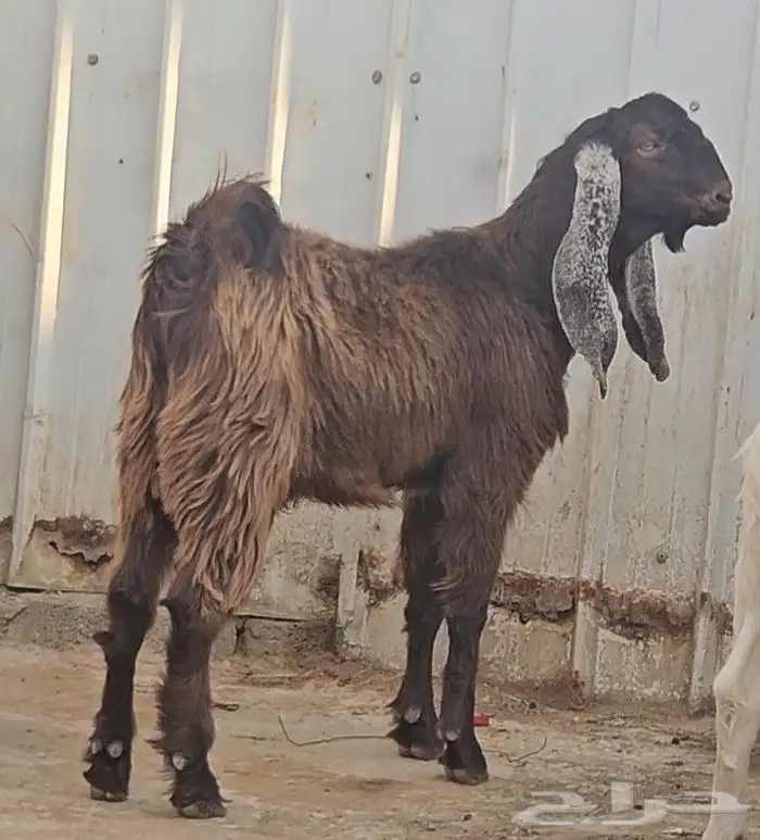 الفحل القادم تيس عارضي جذع اجم احمر نادر 2