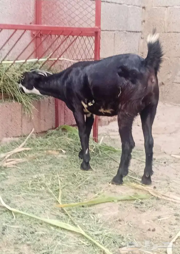 ثنتين جفار بيشيات تاؤم مضروبة 6