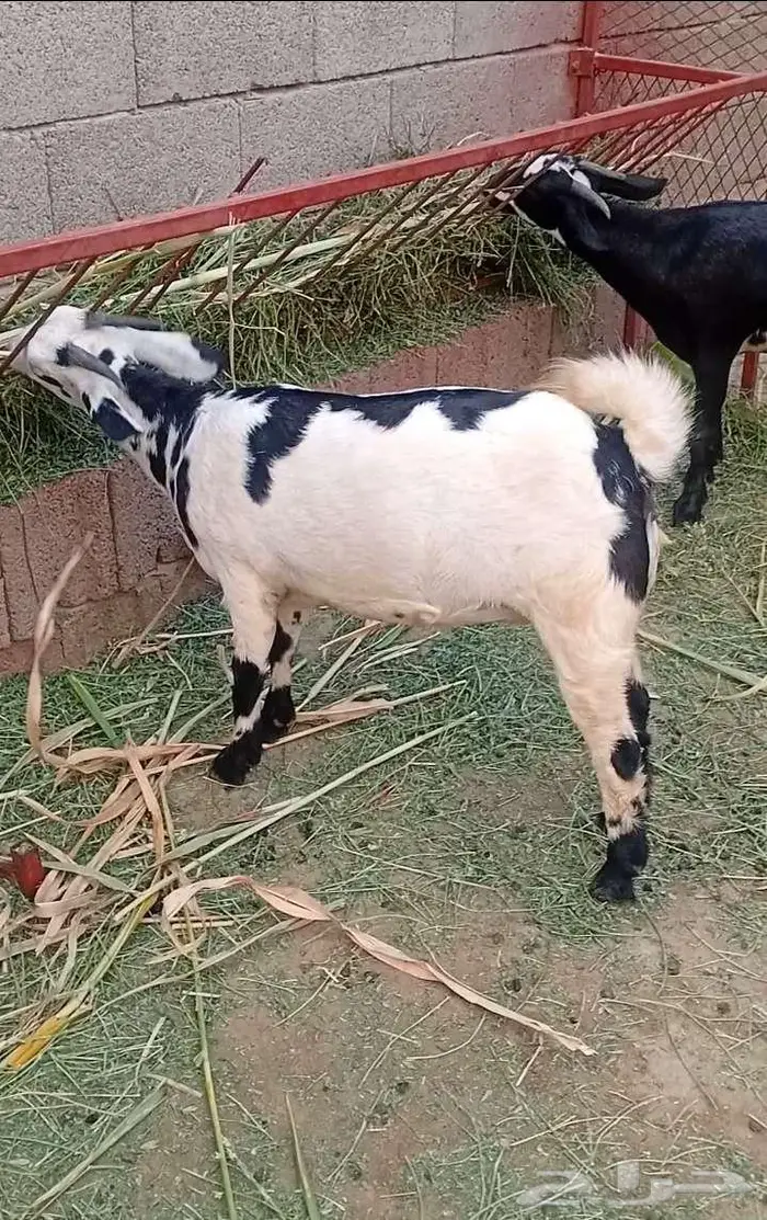 ثنتين جفار بيشيات تاؤم مضروبة 5