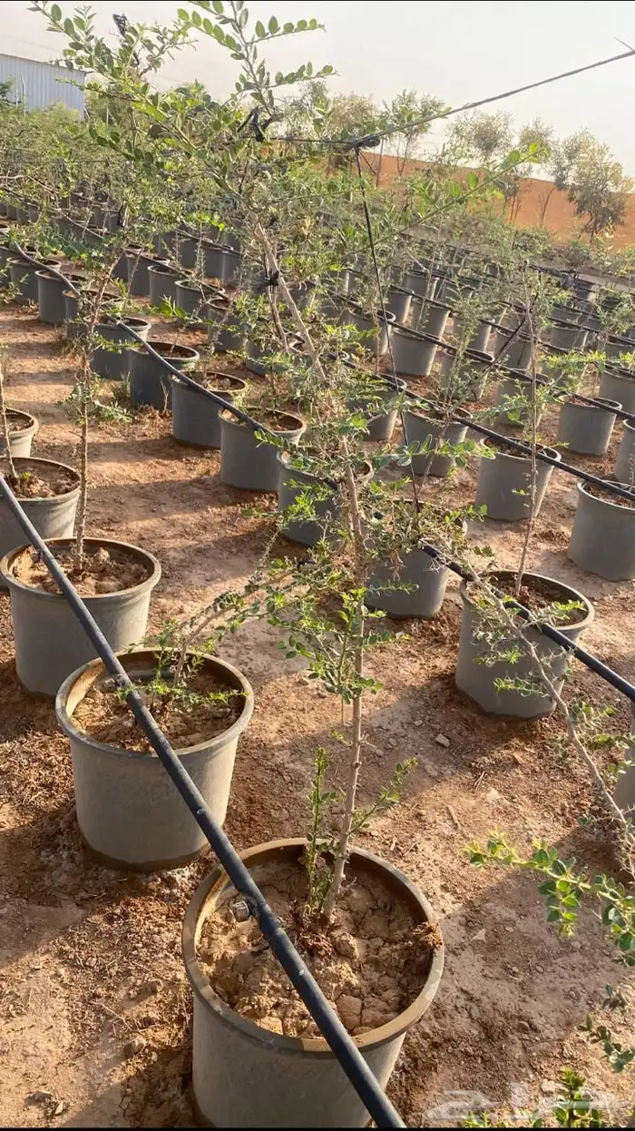 للبيع اشجار في مراكن مقاس 35 2