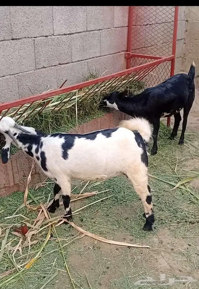 ثنتين جفار بيشيات تاؤم مضروبة 0