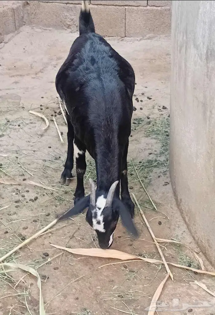 ثنتين جفار بيشيات تاؤم مضروبة 7