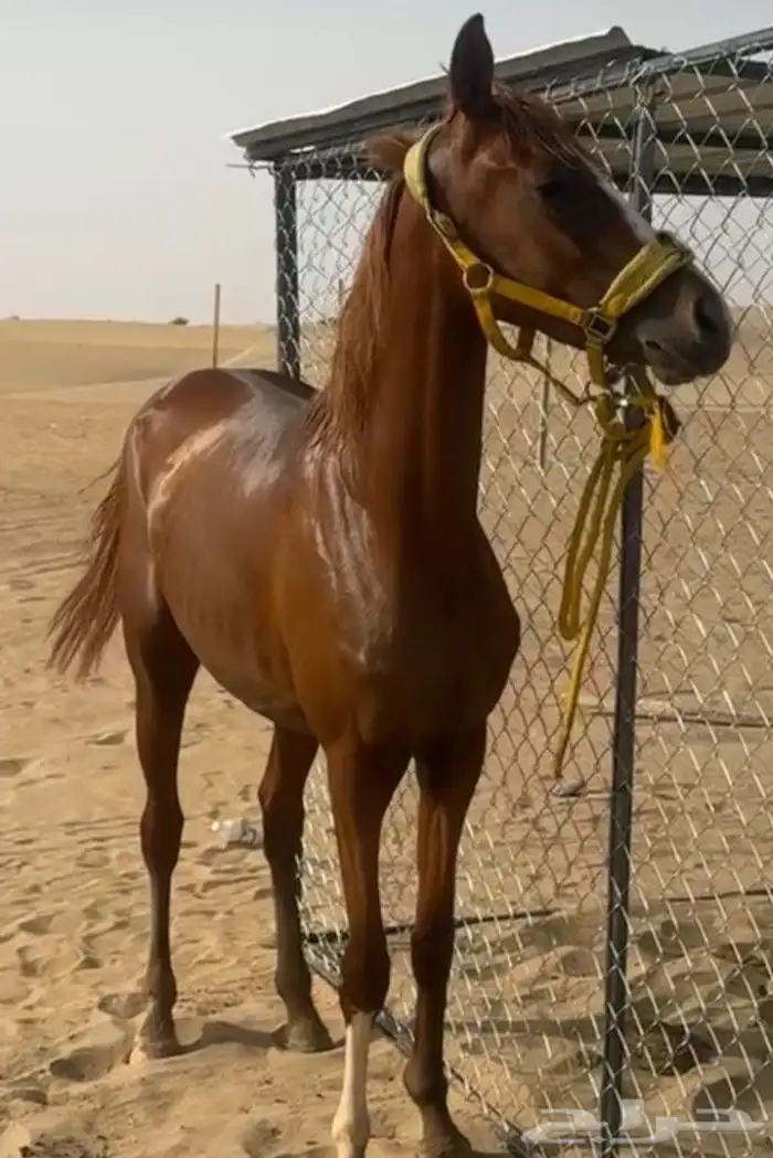 حصان كفو شعبي 3