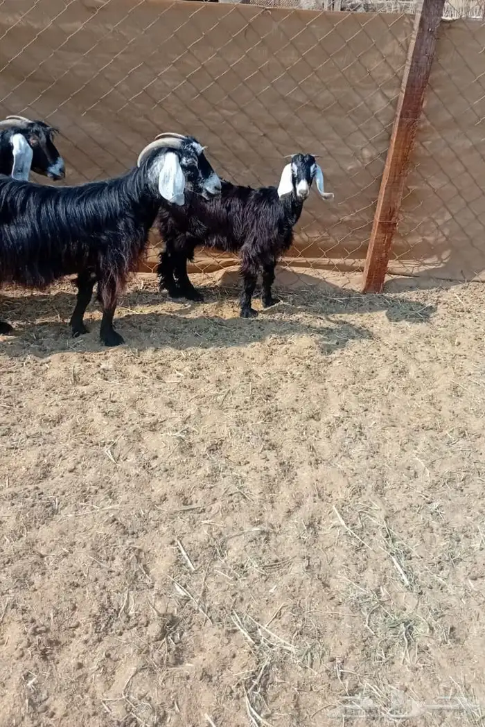 معزا خلفات البيع 0