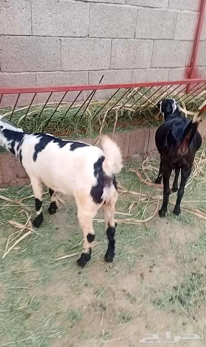 ثنتين جفار بيشيات تاؤم مضروبة 1