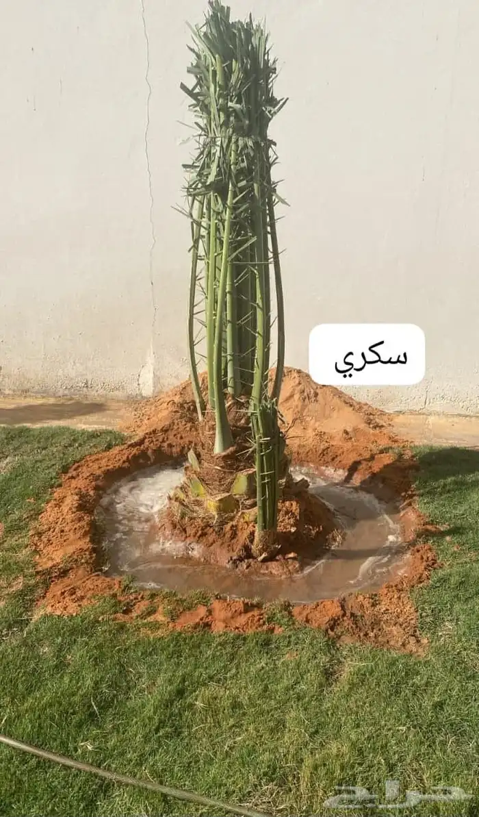 نخل وشنطني زينه للفل واستراحات والبيوت والقصور وا 2