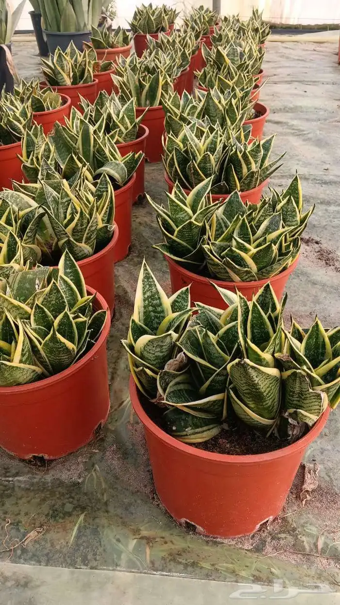 مشاتل الدمام تنسيق حدائ 1