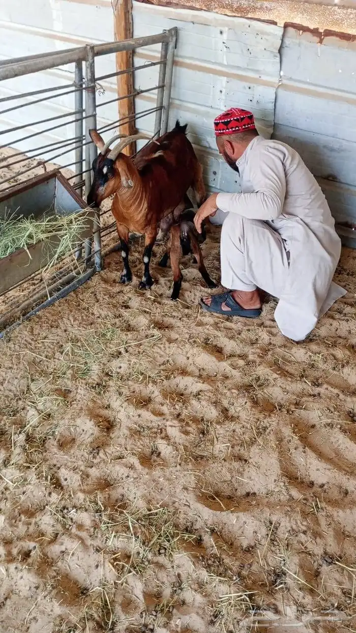 عنز مشروكه حليب 1