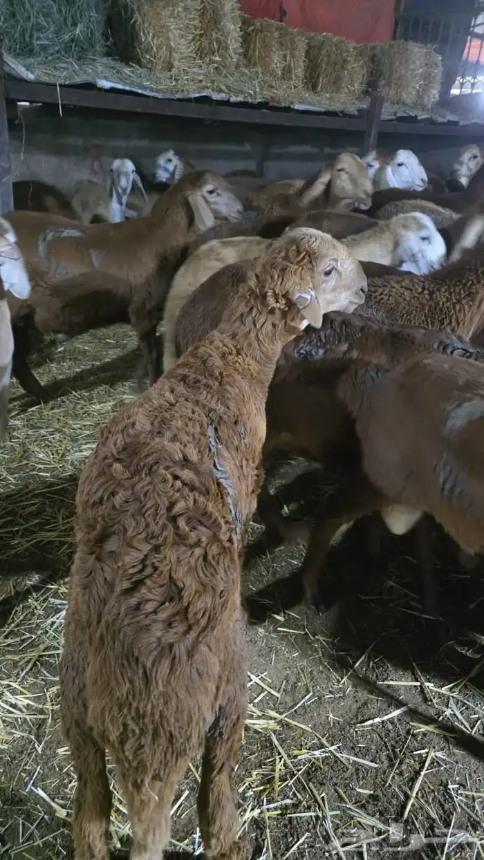 الموقع الرياض العزيزية اتواصل على رقم 1