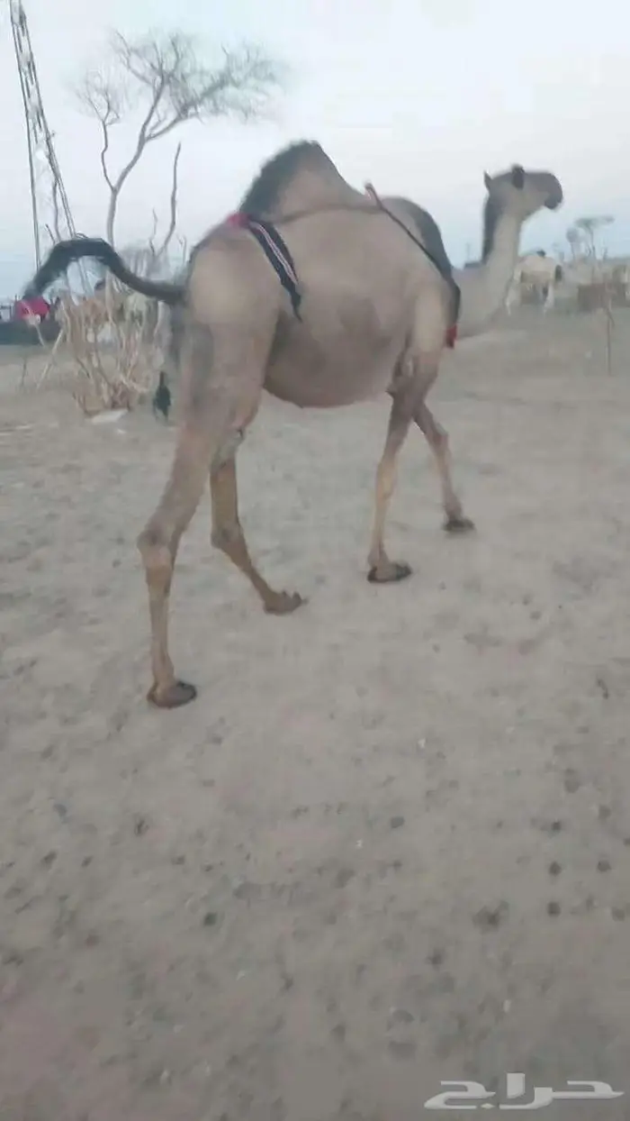 لقحات كفوو 1