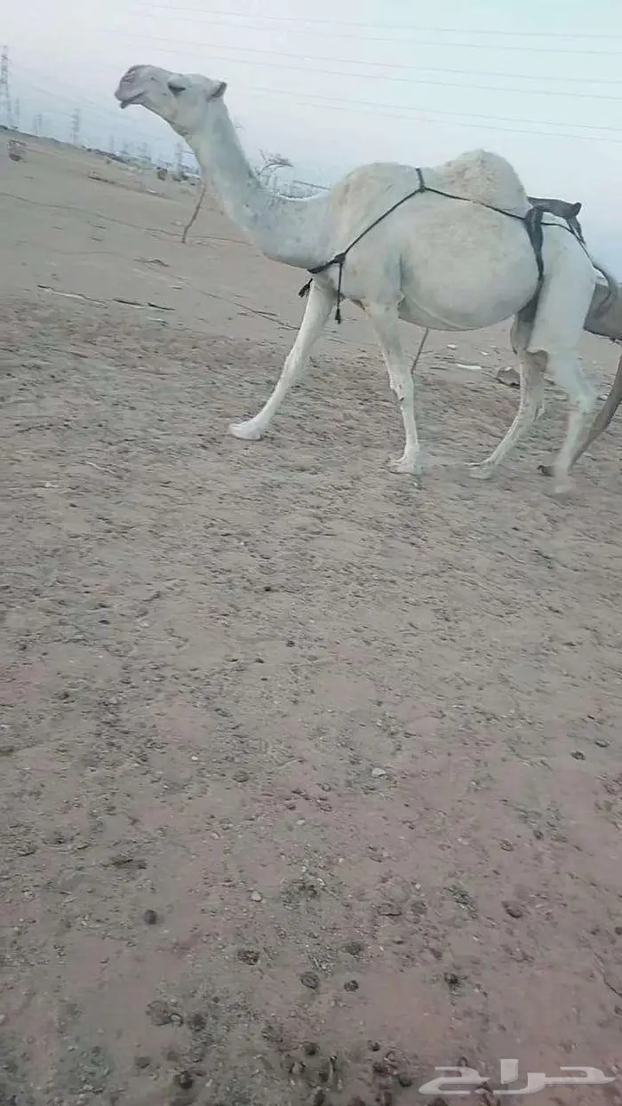 لقحات كفوو 0