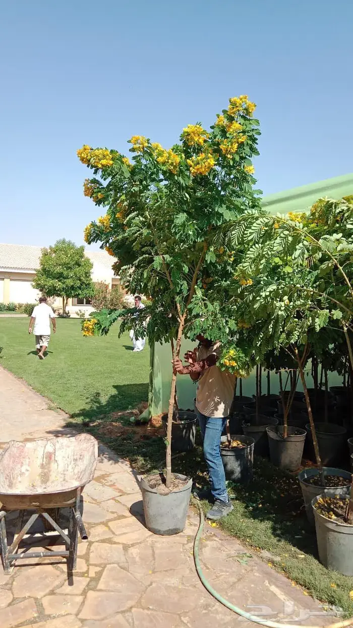 اشجار أكسيا 0