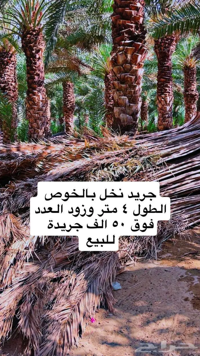 جريد نخل بالخوص للبيع 0