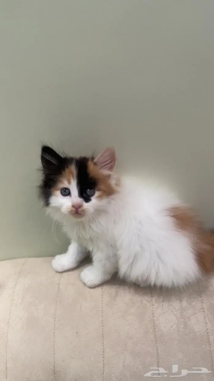 قطه شيرازي للتبنى الطايف 0