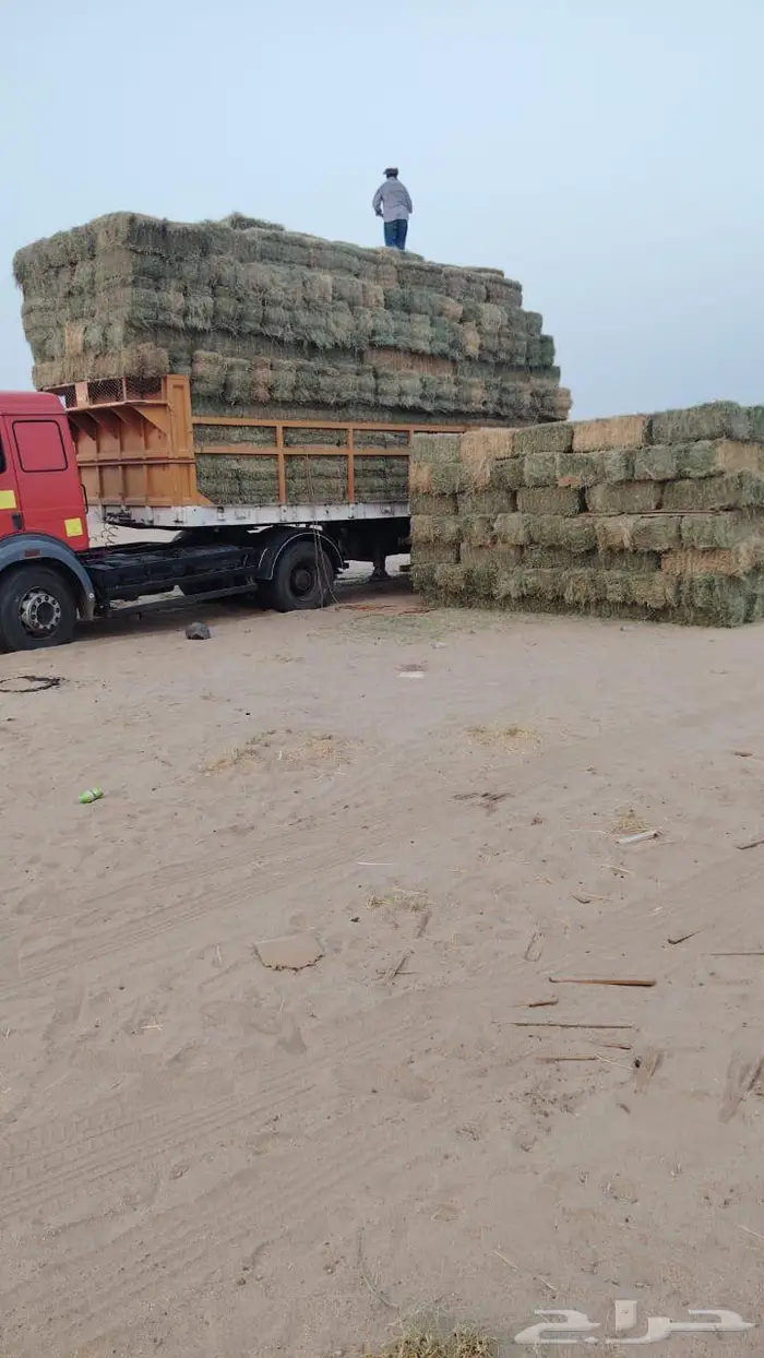 برسيم خلط بسيط 0