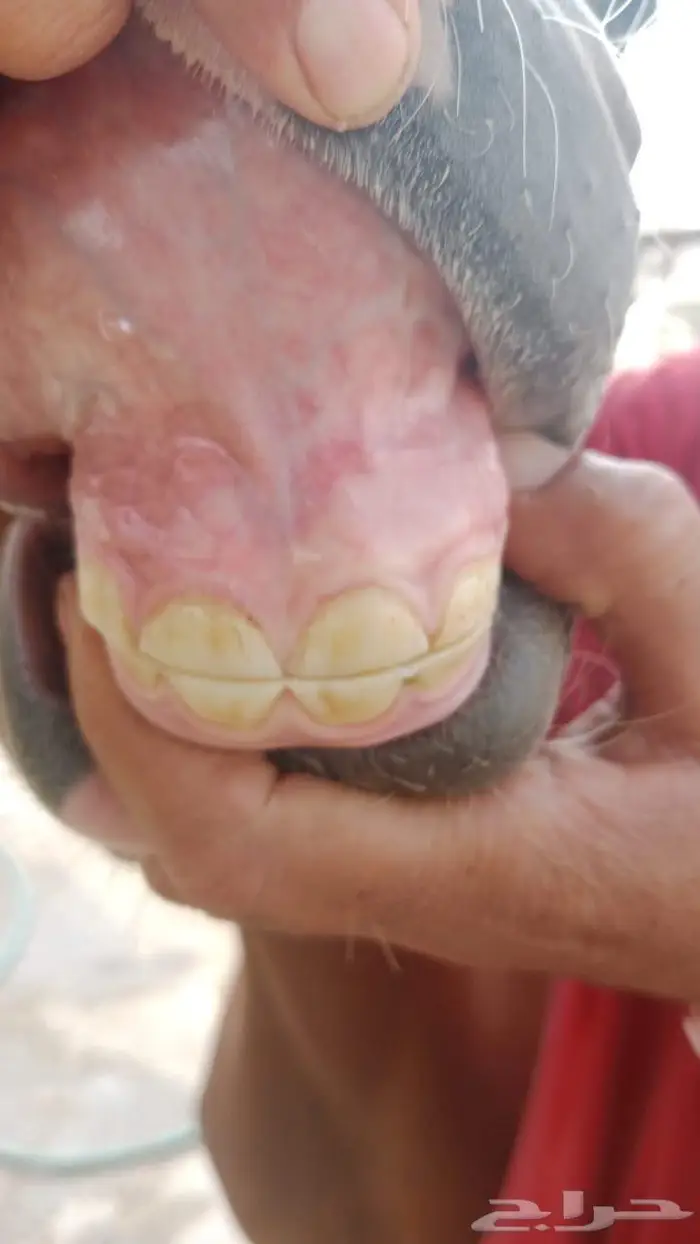 مهره واهو فخرة 7