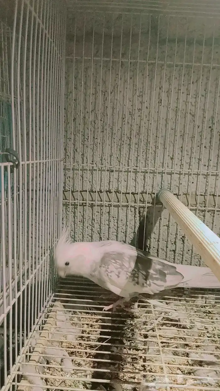 السلام عليكم ورحمة الله وبركاته عندي بغبغاء وابغي ابيع 0