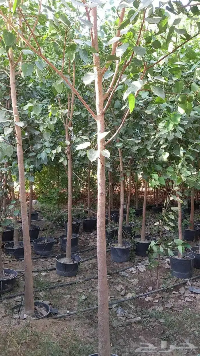 مشاتل الدمام تنسيق حدائ 6