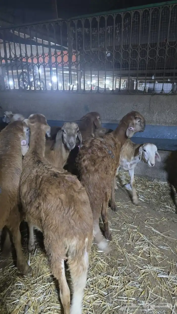 الموقع الرياض العزيزية اتواصل على رقم 0