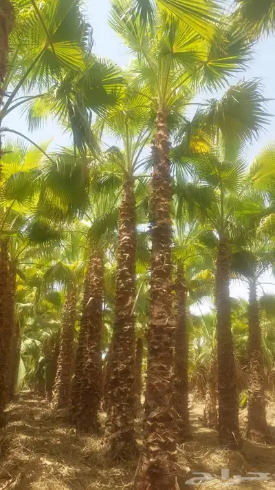 نخيل واشنطونيا زينه جميع المقاسات متوفره للبيع index