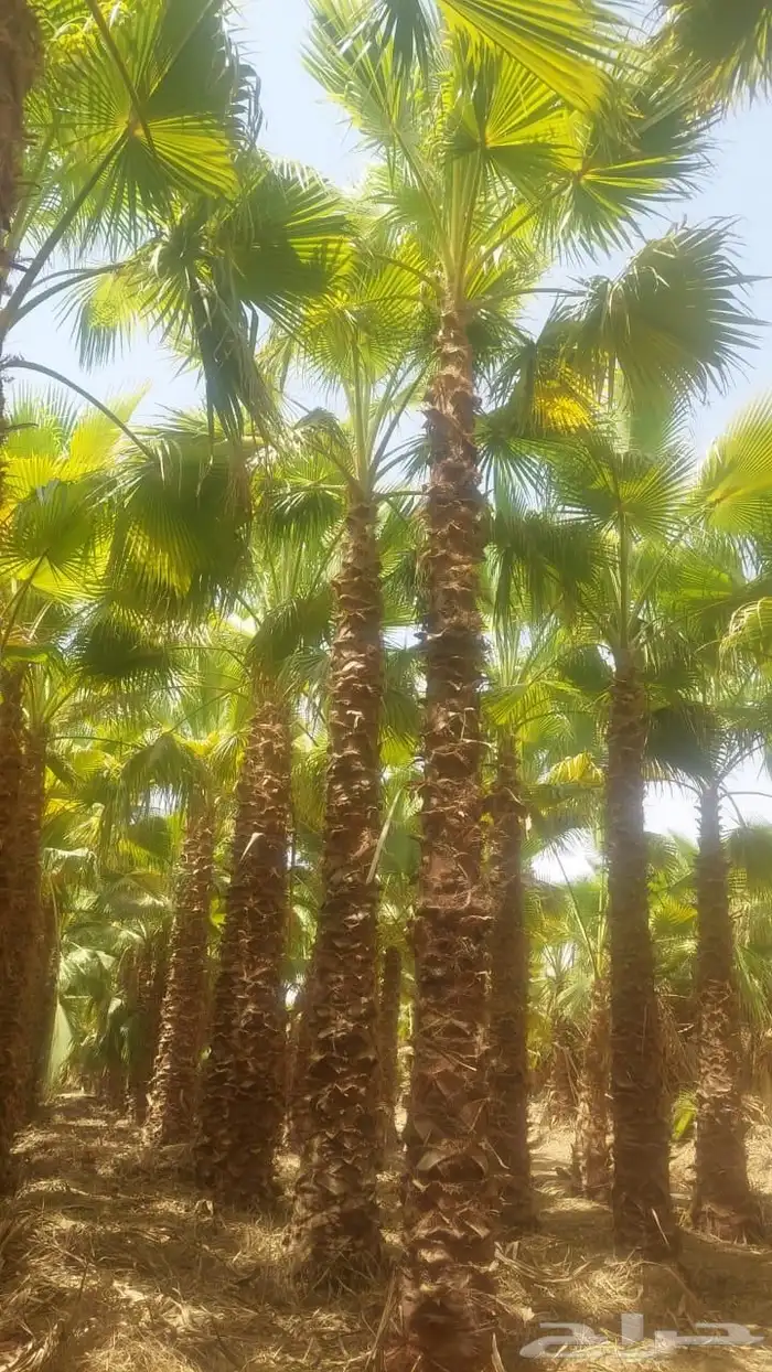 نخيل واشنطونيا زينه جميع المقاسات متوفره للبيع 3