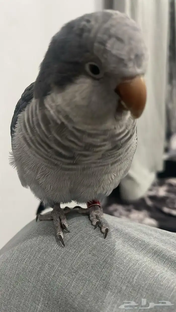ببغاء كويكر 0