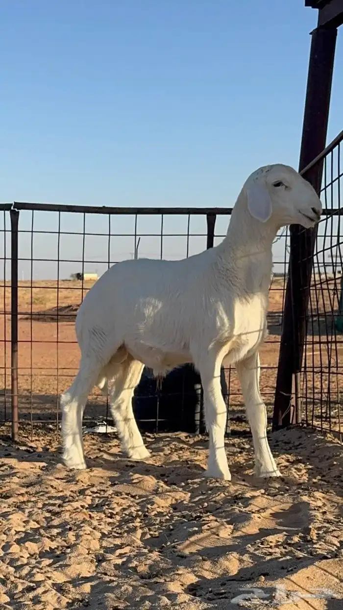 خروف حري مشروع فحل 0