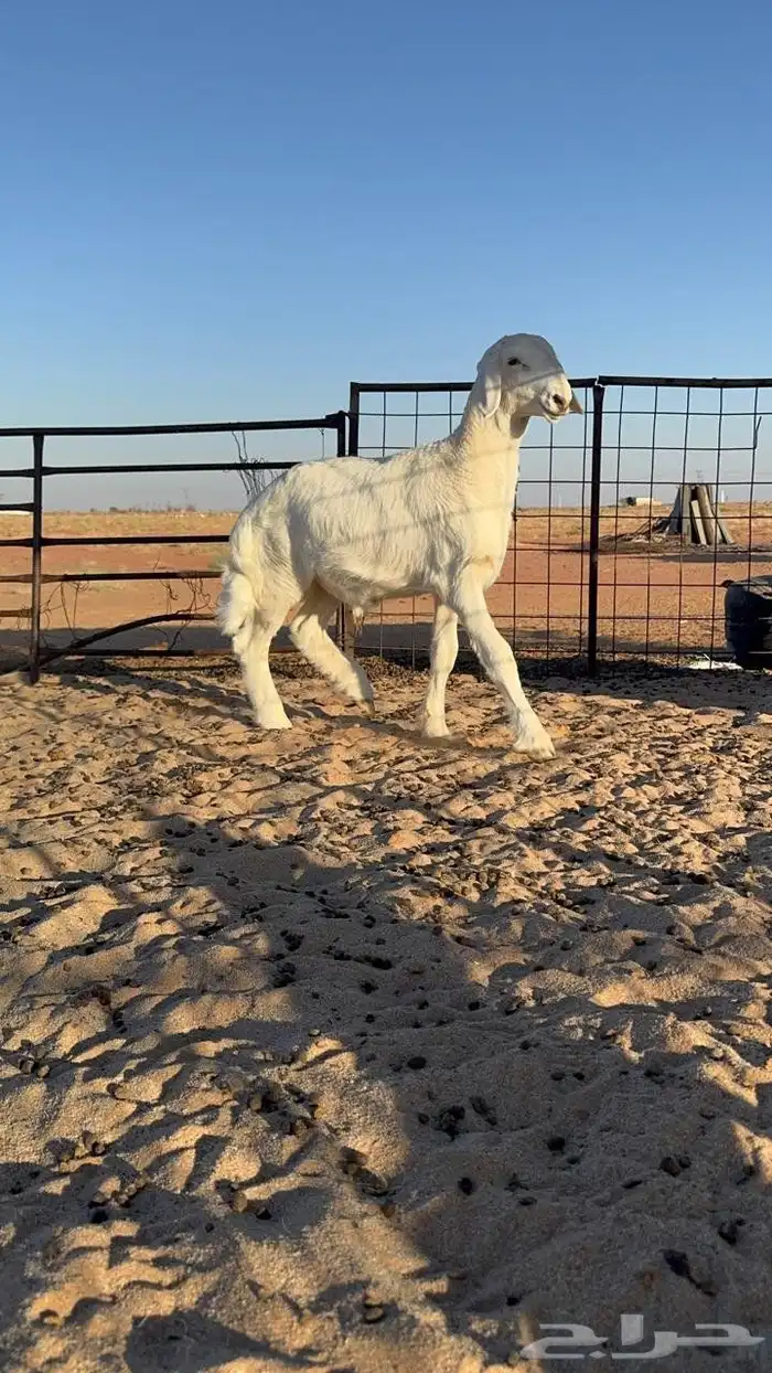 خروف حري مشروع فحل 3