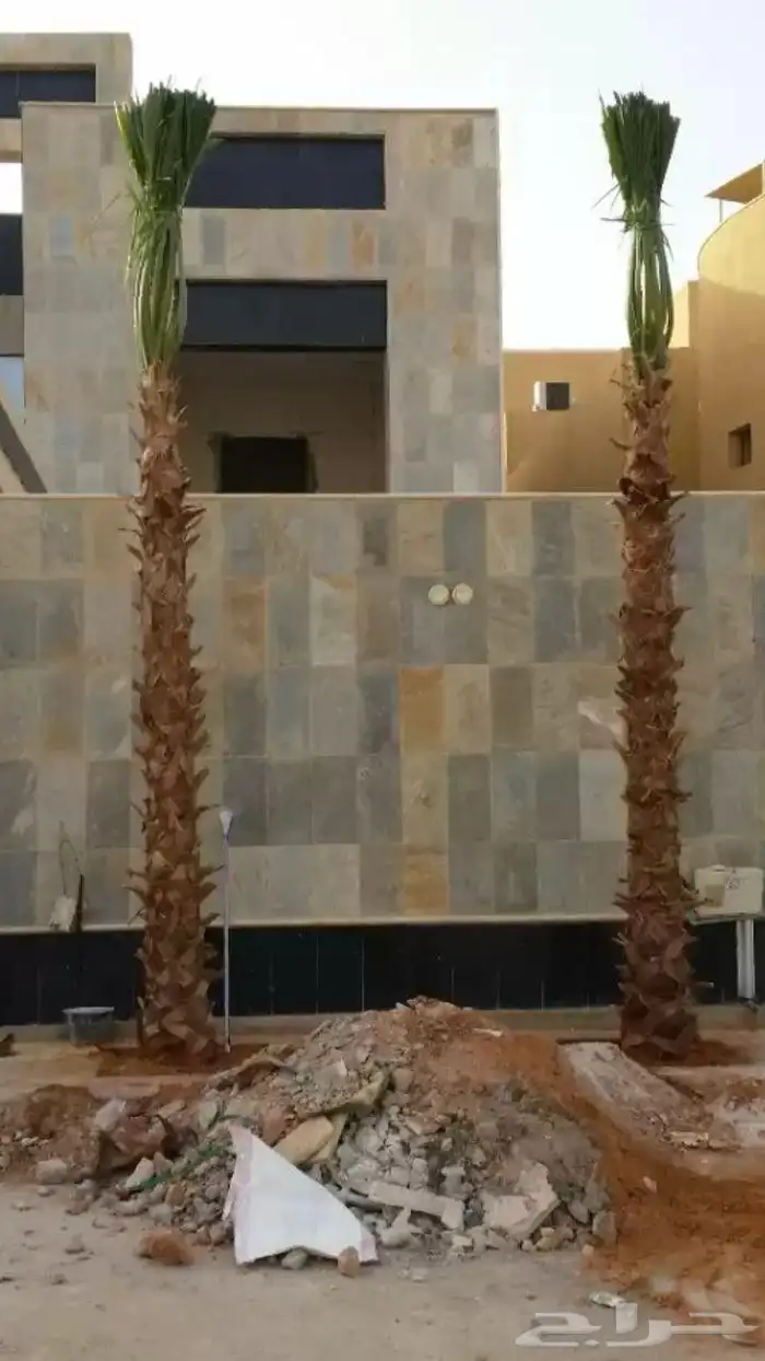 ابوياسين لبيع جميع انواع النخيل البلدي والواشنطن والفسيل 4