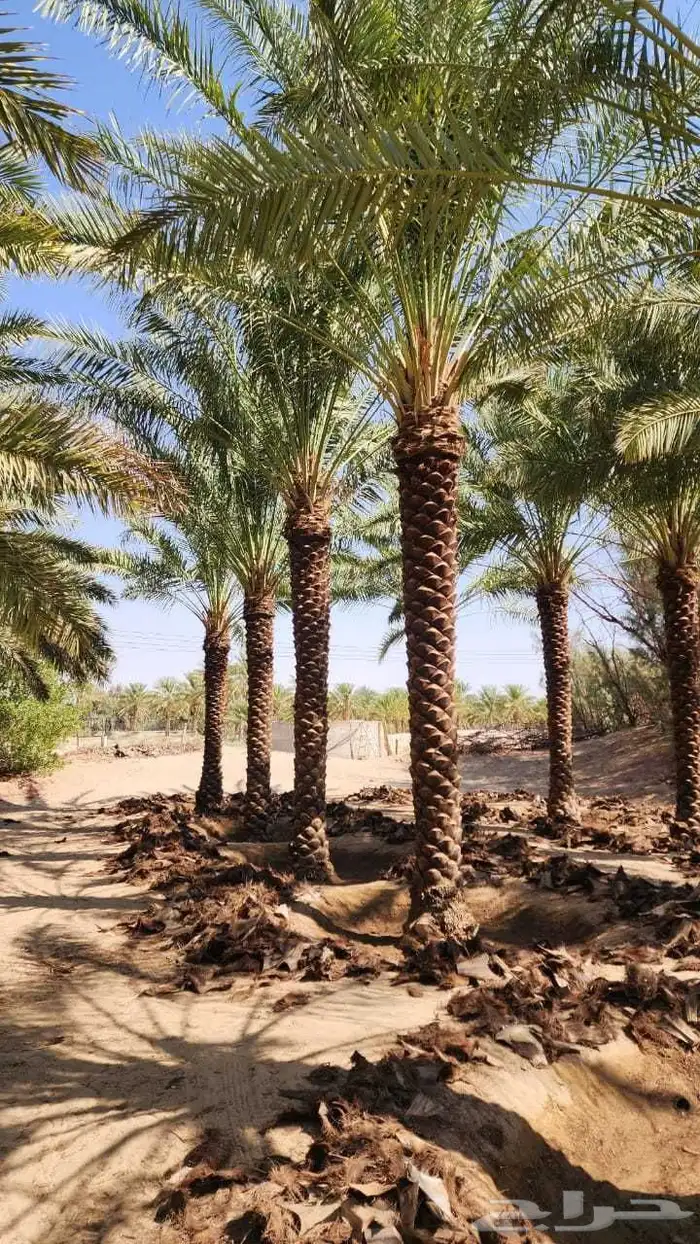 نخل للبيع 5