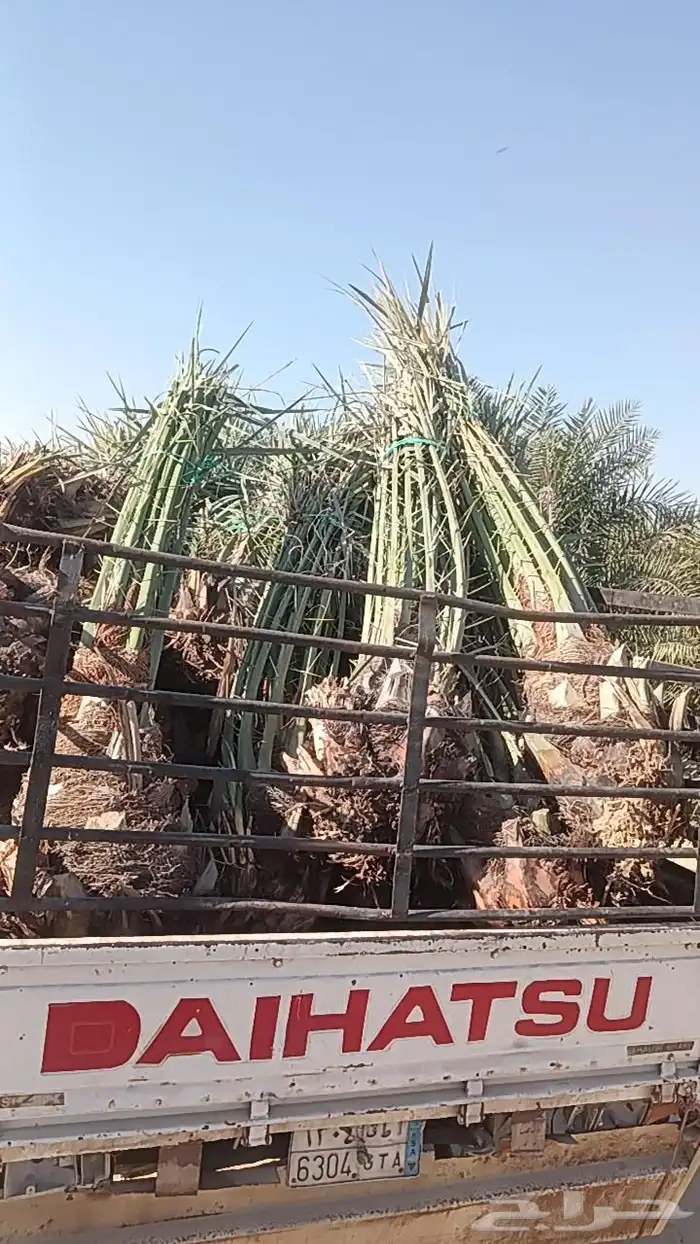 نخيل للبيع 2