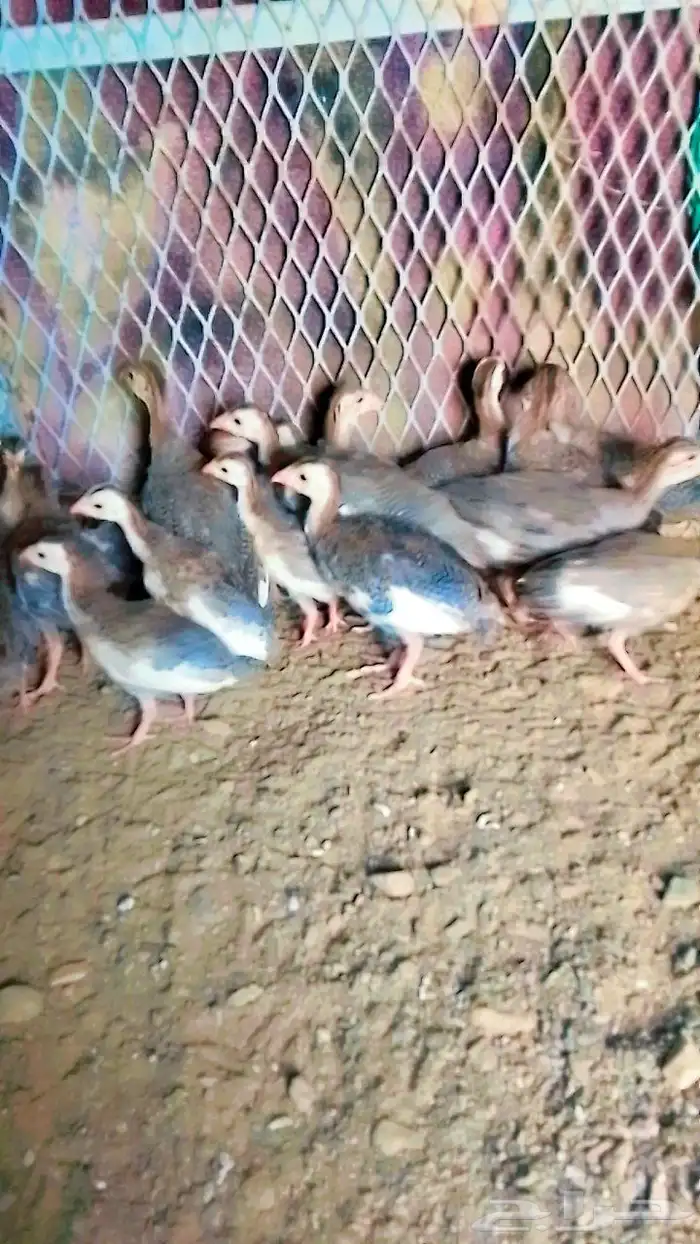 للبيع صوص حجل فاخر عدد 20 حبة صحة ممتازة نشيطين ووزنهم مم 0