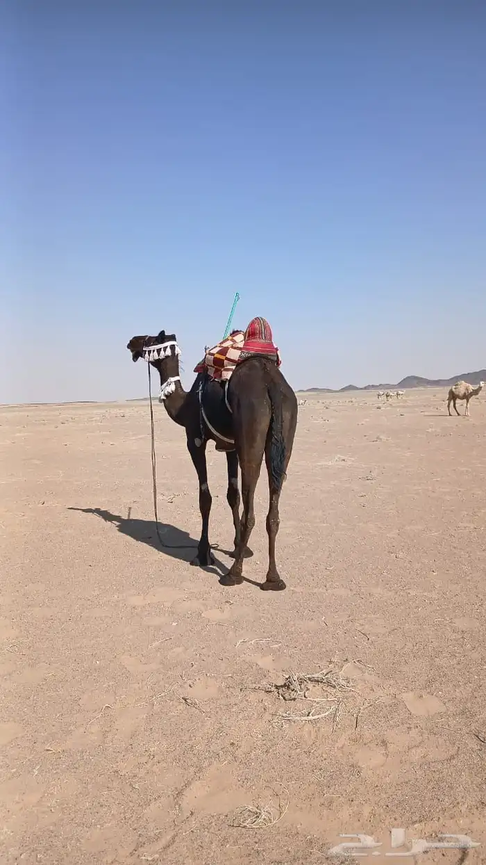 رحول مجهم كفو 2