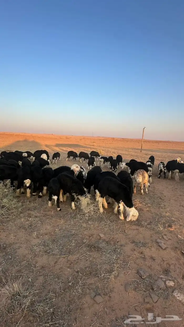 طليان نجد للبيع 0